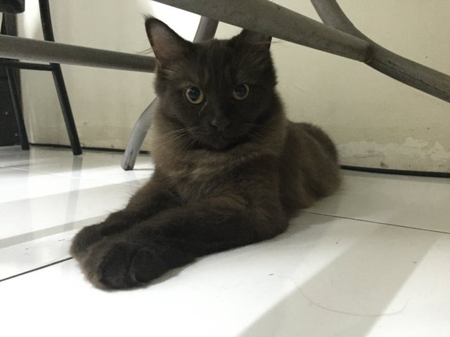 Lanister - Domestic Medium Hair Cat