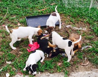 Puppies Looking For Good Homes - Mixed Breed Dog