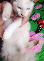 Putih &amp; Oren - Persian + Domestic Medium Hair Cat