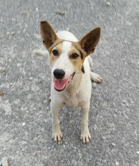 Nei Nei  - Bull Terrier Mix Dog