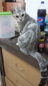 Lyla - Domestic Short Hair Cat