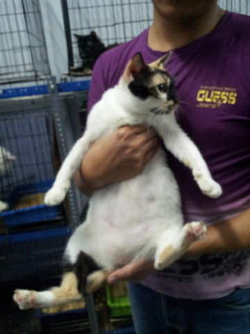 Fat White Calico - Calico + Domestic Short Hair Cat