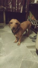 Sheba - Dachshund Dog