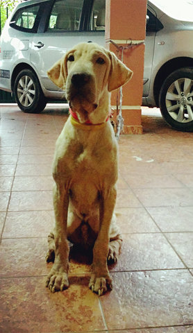 Shar Pei Mix - Shar Pei + Great Dane Dog