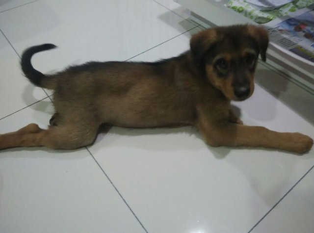 Fatty - Mixed Breed Dog