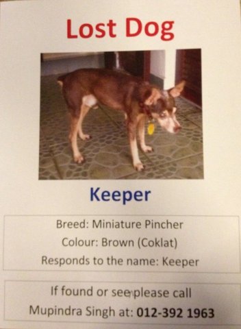 Keeper  - Miniature Pinscher Dog