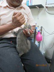 Both kittens' first vet check-up and dewormed on 20 November 2015