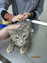 Mr Short's 3rd and last vaccination on 5 February 2016