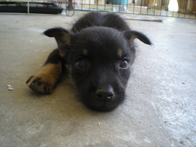 Charcoal - Mixed Breed Dog