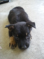 Charcoal - Mixed Breed Dog