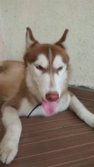 Gia - Husky Dog