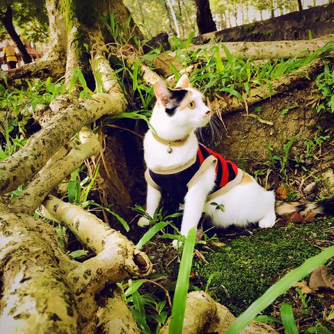 Kimo - Calico Cat