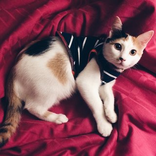 Kimo - Calico Cat