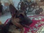 Sheena - German Shepherd Dog Dog