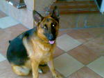Sheena - German Shepherd Dog Dog