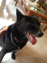 Blacksie - Mixed Breed Dog