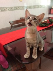 Ash - Domestic Short Hair Cat