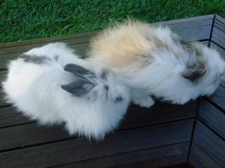 Wawa &amp; Wannie - Lionhead Rabbit