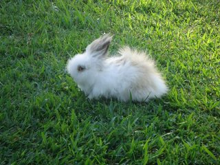 Wawa &amp; Wannie - Lionhead Rabbit