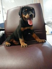 Rottweiler Puppies - Rottweiler Dog