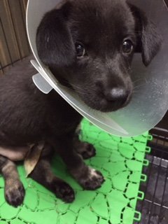 Hit And Run Puppy - Mixed Breed Dog