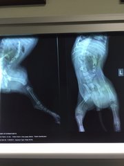 X-Rays results