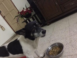 Rover - Mixed Breed Dog
