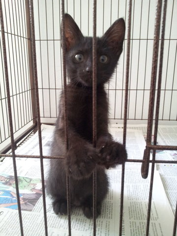 Pets + Strays : Blacky Green Eyes - Domestic Short Hair Cat
