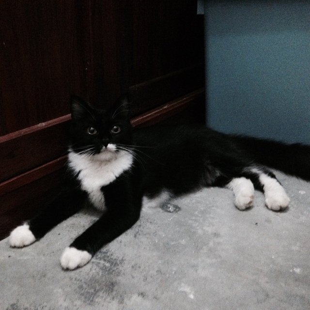 Shokin - Domestic Medium Hair + Tuxedo Cat