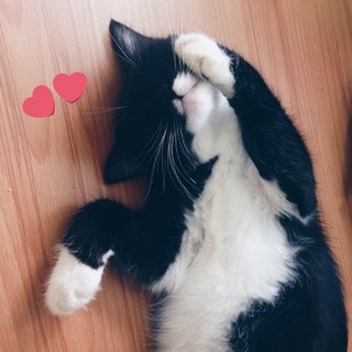 Shokin - Domestic Medium Hair + Tuxedo Cat