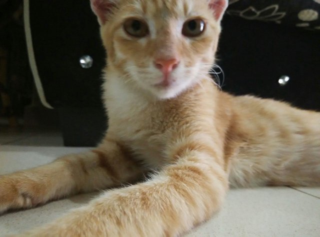 Mojo - Domestic Short Hair Cat