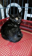 Cute Tortoiseshell Kitten - Domestic Short Hair Cat