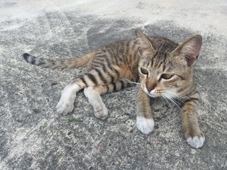 Brown Tabby Kitten Looking For Home - Domestic Short Hair Cat