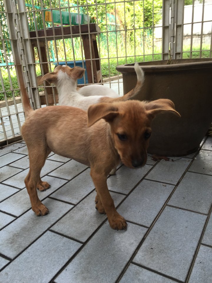 Miniature Pinscher Mix Puppy For Adoption - 7 Years 5 Months, Honeybun ...