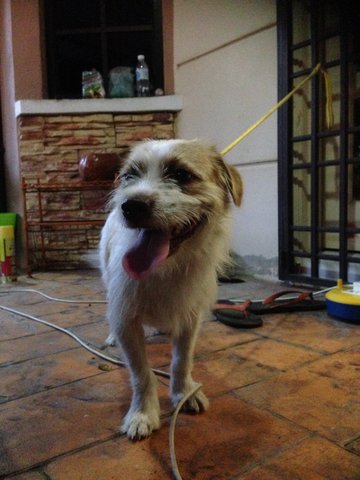 Penny - Terrier Mix Dog