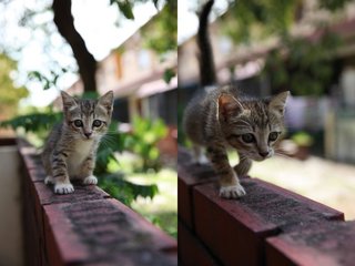 Candy - Domestic Short Hair Cat