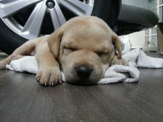 American Bully - American Bulldog Mix Dog