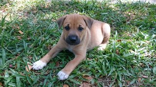 Brownie - Mixed Breed Dog