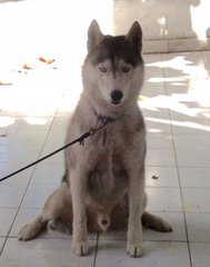 Kenny - Siberian Husky Dog