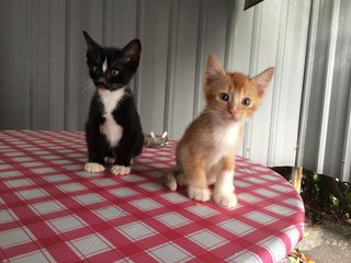 Simba And Leo  - Domestic Medium Hair + Oriental Short Hair Cat