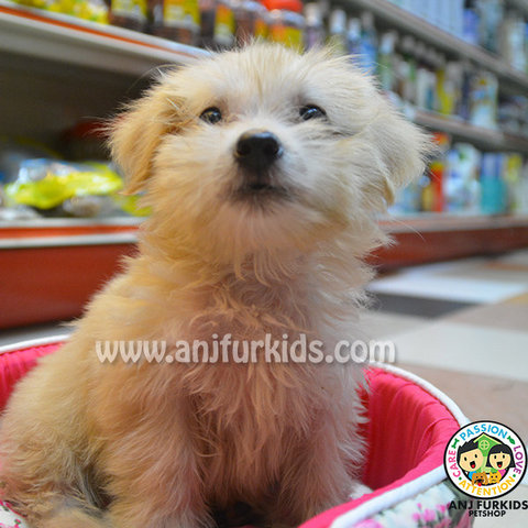 Shih Tzu Mix Silky Terrier Female  - Shih Tzu + Silky Terrier Dog