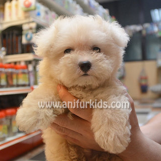 Adorable Bichon Frise Puppy - Bichon Frise Dog