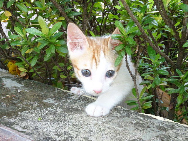 Oscar - Domestic Short Hair Cat