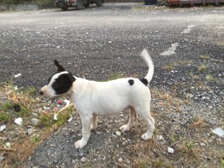 Panda  - Mixed Breed Dog