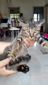 Waiting New Owner To Name Me!  - Domestic Short Hair Cat