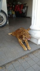 Fatty - Husky Mix Dog