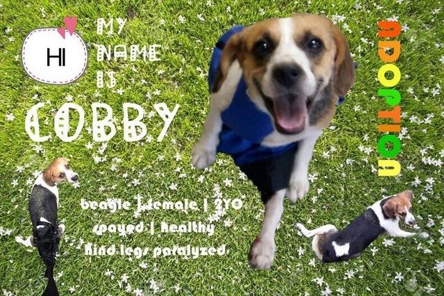 Cobby - Beagle Dog