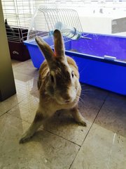 Prince Charlie - Bunny Rabbit Rabbit
