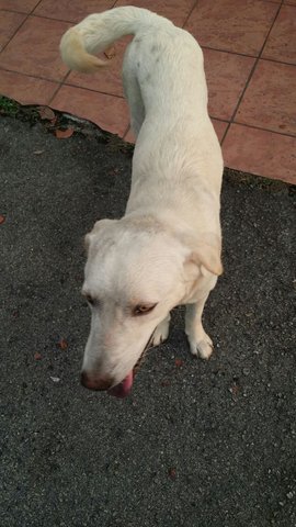White Dog For Adopt - Mixed Breed Dog
