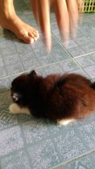 Kembang - Persian + Domestic Short Hair Cat